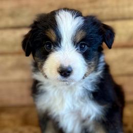 Roscoe - Black tri male Miniature American Shepherd puppy in Ash Grove, Missouri from 3 Barrels Farms, LLC
