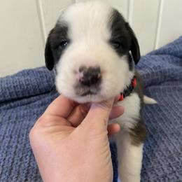 Red collar male - Red and white male Saint Bernard puppy in Albany, Georgia from Magnolia Saint Bernards
