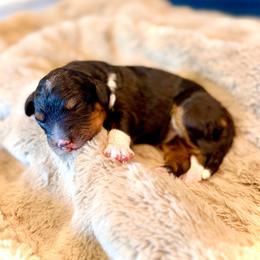 Rosalina- blue collar female - Tri-color female Bernedoodle puppy in Salt Lake County, Utah from Coco Avenue Pups