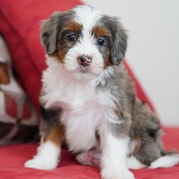 Dove - Merle female Bernedoodle puppy in Dundee, Ohio from Down Home Doodle