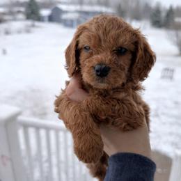 Miles - Apricot male Cavapoo puppy in Battle Lake, Minnesota from Panda Puppies