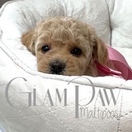 Bella Mía - Apricot female Maltipoo puppy in Spring, Texas from GlamPaw Maltipoos