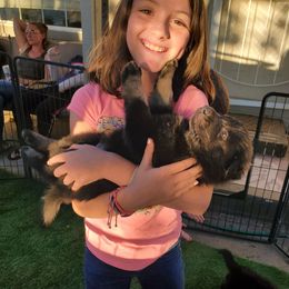 German Shepherd Puppies from z Hodinek