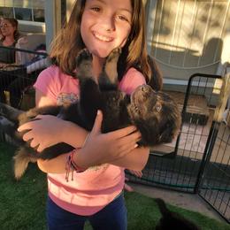 German Shepherd Puppies from z Hodinek