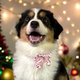 Rey - Australian Shepherd puppy from Andover Aussies