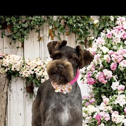 Bella - Miniature Schnauzer