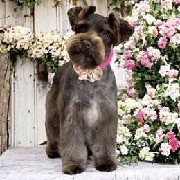 Bella - Miniature Schnauzer