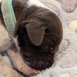 German Shorthaired Pointer Puppies from Hanaway GSPs