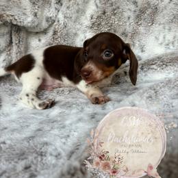 Dachshund Puppies from CSW Dachshunds