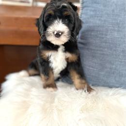 Astro - Tri-color male Bernedoodle puppy in Waco, Texas from Blessings Pups Doodles