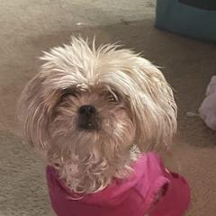 Mi-Kis from Regalo Mi-ki’s