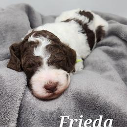 Frieda - Parti female Poodle puppy in Dover, Delaware from Dogtastic Poodles