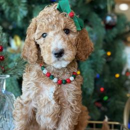 Havanah- red collar - Red  female Goldendoodle puppy in Yuciapa, California from AlltheDoodlez_