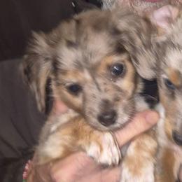 Chiweenie Dale tiny boy - Dapple male Dachshund puppy in Madisonville, Tennessee from LaRose Farm & Kennels