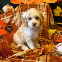 Pumpkin - white collar - Caramel female Australian Labradoodle puppy in Caldwell, Idaho from Leila Pearson