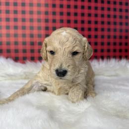 Boy 2 - Cream male Goldendoodle puppy in Fayetteville, Arkansas from Silver Hill Farm
