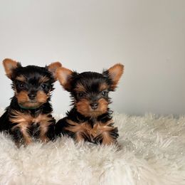 Yorkshire Terrier Puppies from Jill Brown