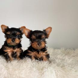 Yorkshire Terrier Puppies from Jill Brown