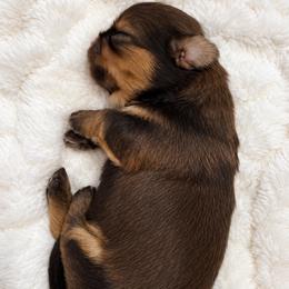 Justice - Chocolate and tan female Shih Tzu puppy in Tallahassee, Florida from Bows and Bow Ties