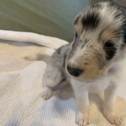 Collie Puppies from ColliesOklahoma