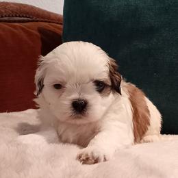 Able - Black gold and white male Shih Tzu puppy in Grand Prairie, Texas from R&R Shih-Tzus & Stud Services