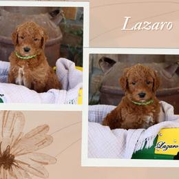 Lazaro - Standard F1B - Red  male Goldendoodle puppy in Lebanon, Missouri from Knapp's Paw Prints