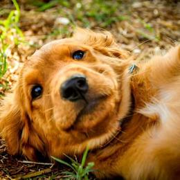 Golden Retriever Puppies from Tux Goldens