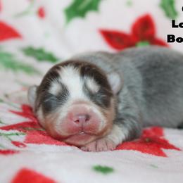 Grape - Blue male Pomsky puppy in Centerville, Iowa from LJ Kennels Pomskies, LLC