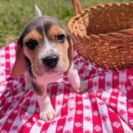 Cosmo - Black tan and white male Beagle puppy in Colville, Washington from Rosehaven Homestead