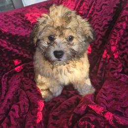 Vale - male Companion Cross puppy in Richmond, Texas from Marcia Hamlet