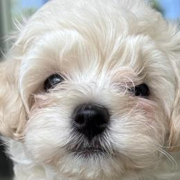 Maltese and Maltipoos from Iuliia Savisheva