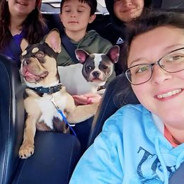 French Bulldogs from Diamond Dreams French Bulldogs