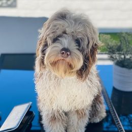 Chloe  - Cockapoo