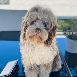 Chloe  - Cockapoo