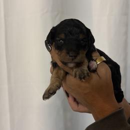 Onyx - Black and tan male Cavapoo puppy in Gap, Pennsylvania from Luxe Cavapoo LLC
