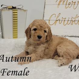 Girl 1 - Apricot Goldendoodle puppy in Delta, Utah from Delta Doodles and Poodles