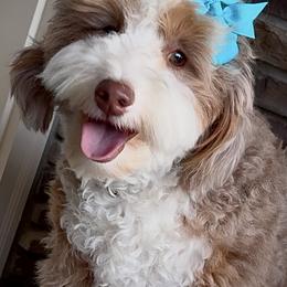 Bernedoodle, Cavapoo, and Goldendoodle Puppies from Blackberry Farm Puppies
