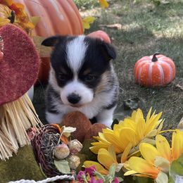 Dex - Black and tan male Pembroke Welsh Corgi puppy in Otterville, Missouri from Lynette McMillin McMillin Stony Point Corgis