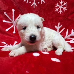 AKC Noel - White female Siberian Husky puppy in Centreville, Maryland from Huskies By the Bay