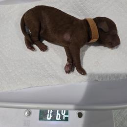 Muffin - Red  female Poodle puppy in Goodyear, Arizona from Moving and Grooving Pups