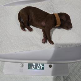 Muffin - Red  female Poodle puppy in Goodyear, Arizona from Moving and Grooving Pups