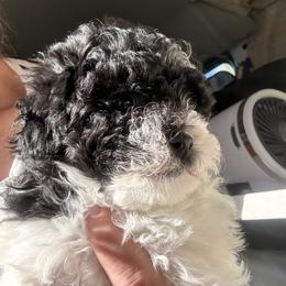 Cavalier King Charles Spaniel, Cavapoo, Maltipoo, and Poodle Puppies from Willow & Wag Farm