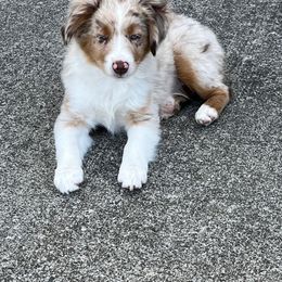 Miniature American Shepherd Puppies from Lone Pine Miniature American Shepherds