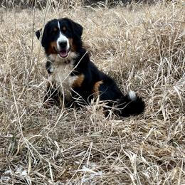 Navy - Bernese Mountain Dog
