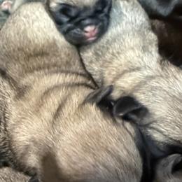 Boy 1 - Fawn male Pug puppy in Saugus, Massachusetts from Pug Puppies of Boston