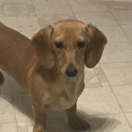 Dixie - Dachshund