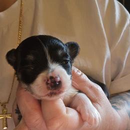 Stella - Black and white female Chihuahua puppy in Springfield, Missouri from Casadelopez Tails