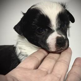 Bandit- Puff Boy - Black and white male Chinese Crested puppy in Tomball, Texas from Gracieux Chinese Cresteds