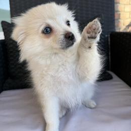 Ivy - Cream female Pomeranian puppy in San Jacinto, California from Savvypomeranians