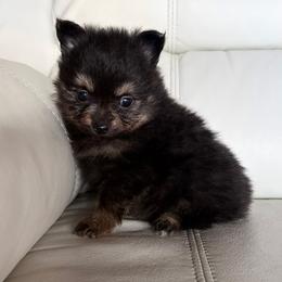 Girl - Black and tan parti female Pomeranian puppy in Los Angeles, Santa Clarita, California from LT_Poms